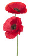Poppy