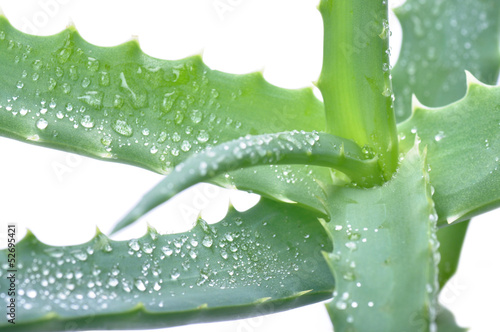 Photo: aloe arborescens isolated on white aloe arborescens isolated on white