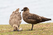 Brown Skuas