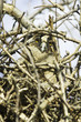 a baby bird of long-eared owl (Asio otus) in the nest
