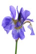 Blue iris flower isolated on white background