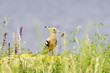 hoopoe bird in natural habitat (Upupa epops)