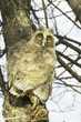 baby bird of Long-eared Owl - Asio otus