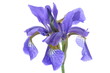 Blue iris flower isolated on white background
