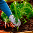 Photo: First crop of organically grown carrots First crop of organically grown carrots