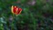 Red and yellow tulip moving gently in the wind