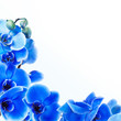 fondo con orquídeas azules