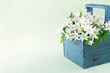 Wood anemone spring wild flowers