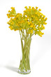Photo: Echte Schlüsselblume Echte Schlüsselblume