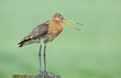 Photo: Black tailed godwit Black tailed godwit