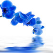 Foto: ramo de orquídea y reflejo en el agua ramo de orquídea y reflejo en el agua