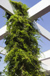 Vine on Pergola