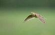Photo: A meadow pipit on ore a titlark in fligh A meadow pipit on ore a titlark in fligh