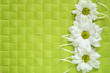 Asters line on green background