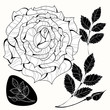 White and black roses.