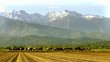cattle in an alpine landscape
