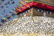 Boudhanath Stupa and birds