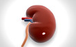 Kidney