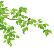 Bird and branch