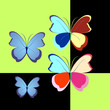 butterfly on the contrast in different colored elements