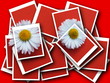 collage,Bellis perennis,daisy in front of colorful background