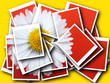 collage,Bellis perennis,daisy in front of colorful background