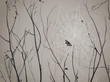 silhouettes of branches with cobwebs, spider and butterfly