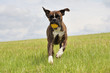 Photo: Laufender Boxer mit Ball Laufender Boxer mit Ball