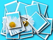 collage,Bellis perennis,daisy in front of colorful background