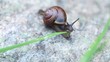 Small wild snail