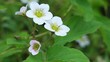 Wild white flowers with dew swinging on the wind in the forest