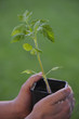 Potager-Plant de Tomate-Jardin