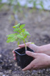 Potager-Plant de Tomate-Jardin