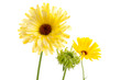 Ringelblume und Ringelblumensamen