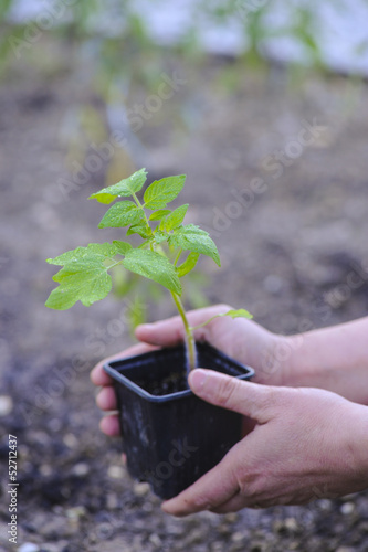 Photo: Potager-Plant de Tomate-Jardin Potager-Plant de Tomate-Jardin
