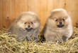 Two pomeranian puppy on a straw