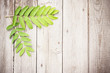leaves on the old wooden background