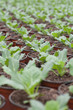 Potted plants in rows