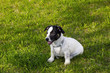 Puppy Jack Russell Terrier