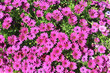 Photo: pink daisy pink daisy