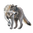 wilk