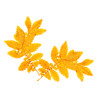autumn leaves isolated on white