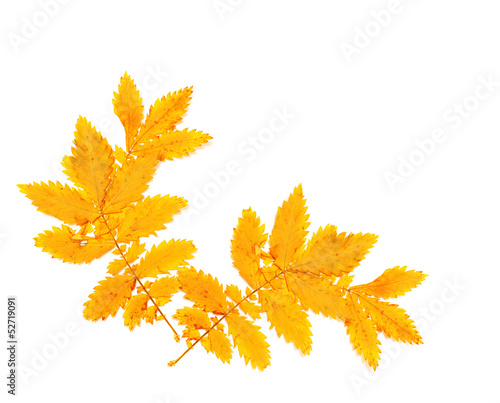 Photo: autumn leaves isolated on white autumn leaves isolated on white