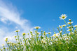 white daisies