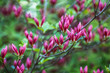 wild flowers background
