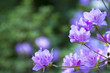 wild flowers background
