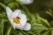 wild flowers background