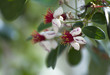 wild flowers background