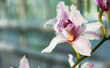 wild flowers background