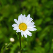 Marguerite commune (Leucanthemum)